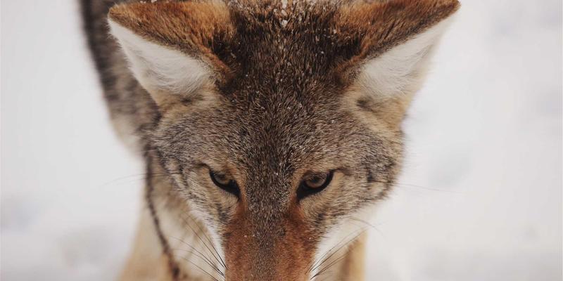 深圳国泰航空:连接东南亚的电子产品与IC芯片贸易空中走廊